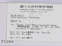 韌革菌屬藏品圖，第2張