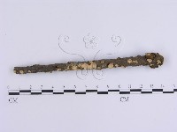 韌革菌屬藏品圖，第3張