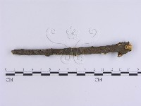 韌革菌屬藏品圖，第4張