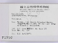 韌革菌屬藏品圖，第2張