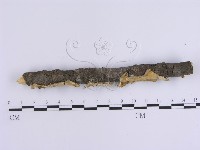 韌革菌屬藏品圖，第3張