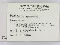 刺革菌屬藏品圖，第2張