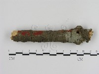 刺革菌屬藏品圖，第1張