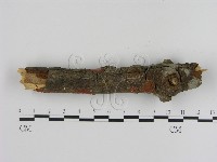 刺革菌屬藏品圖，第3張