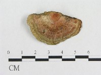 血紅密孔菌藏品圖，第3張