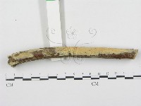 登錄號:F0001956藏品圖，第1張