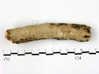 刺皮菌屬藏品圖，第1張