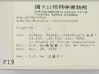 銳孔菌屬藏品圖，第2張