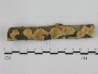 銳孔菌屬藏品圖，第1張