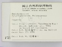 銳孔菌屬藏品圖，第2張