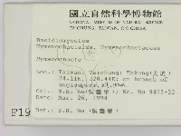刺革菌屬藏品圖，第2張