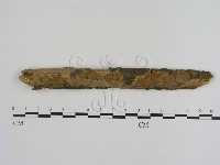 刺革菌屬藏品圖，第1張