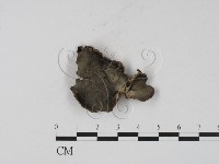 登錄號:F0001973藏品圖，第1張