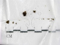 登錄號:F0001978藏品圖，第1張