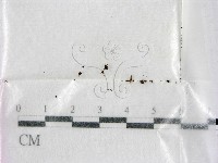 登錄號:F0001979藏品圖，第1張