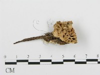 登錄號:F0001981藏品圖，第1張