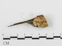 登錄號:F0001981藏品圖，第3張