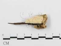 登錄號:F0001981藏品圖，第4張