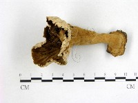 波邊革菌屬藏品圖，第1張