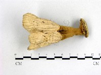 波邊革菌屬藏品圖，第3張