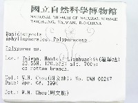多孔菌屬藏品圖，第2張