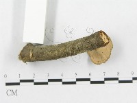 多孔菌屬藏品圖，第5張