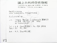 硬孔菌屬藏品圖，第2張