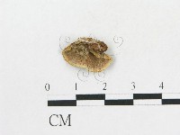 硬孔菌屬藏品圖，第3張