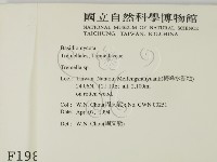 銀耳屬藏品圖，第2張