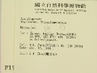 小菇屬藏品圖，第2張