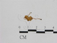 小菇屬藏品圖，第1張