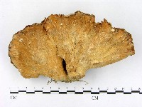 登錄號:F0001993藏品圖，第1張