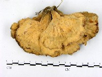 登錄號:F0001993藏品圖，第3張