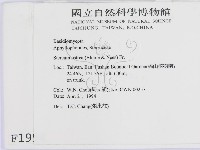 蠔韌革菌藏品圖，第2張