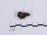 蠔韌革菌藏品圖，第3張