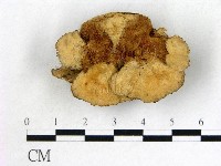 登錄號:F0001995藏品圖，第1張