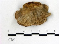 登錄號:F0001995藏品圖，第3張