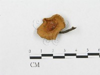 登錄號:F0001996藏品圖，第1張