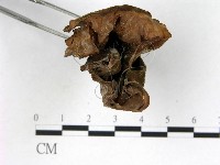 登錄號:F0001998藏品圖，第3張