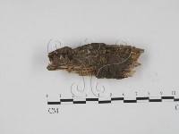 登錄號:F0002001藏品圖，第1張