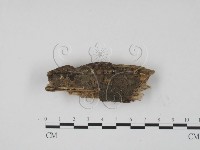 登錄號:F0002001藏品圖，第3張