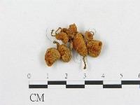 登錄號:F0002003藏品圖，第3張