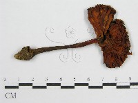 登錄號:F0002004藏品圖，第1張