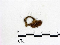 雞油菌屬藏品圖，第3張