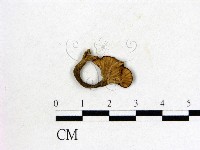 雞油菌屬藏品圖，第1張