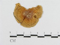 登錄號:F0002009藏品圖，第3張