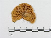 登錄號:F0002009藏品圖，第1張