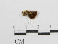 登錄號:F0002010藏品圖，第3張