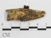 粉褶菌屬藏品圖，第3張