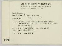 小菇屬藏品圖，第2張